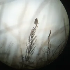Savannah Sparrow thumbnail 4