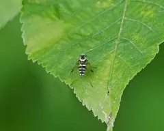 banded snipe fly thumbnail 4