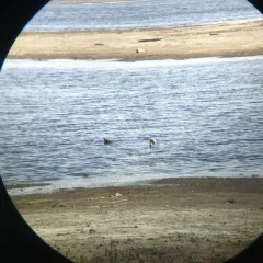 Hudsonian Godwit thumbnail 4