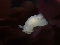 Chan's Dorid thumbnail 1