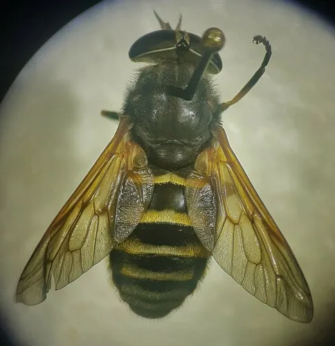 Yellowjacket Horse Fly