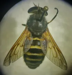 Yellowjacket Horse Fly thumbnail 1