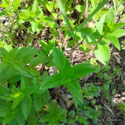 spearmint