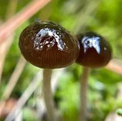 Bolbitius viscosus thumbnail 1