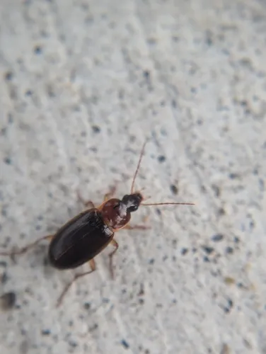 Calathus calceus