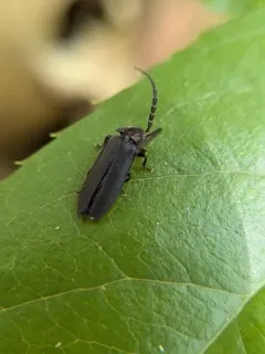 Dotted firefly thumbnail 4