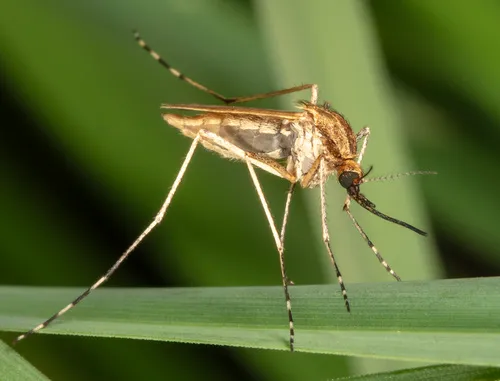 Aedes flavescens