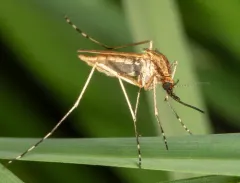 Aedes flavescens thumbnail 1