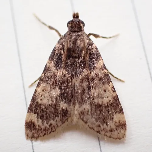 Stored grain moth