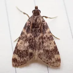 Stored grain moth thumbnail 1