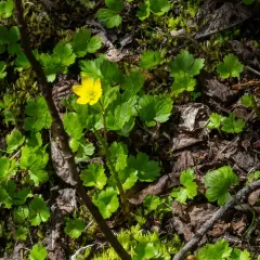 Yellow Anemone thumbnail 4