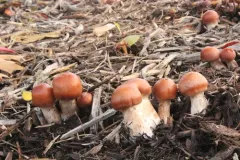Cortinarius glabrellus thumbnail 2