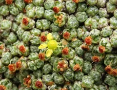 Cushion Saxifrage thumbnail 4