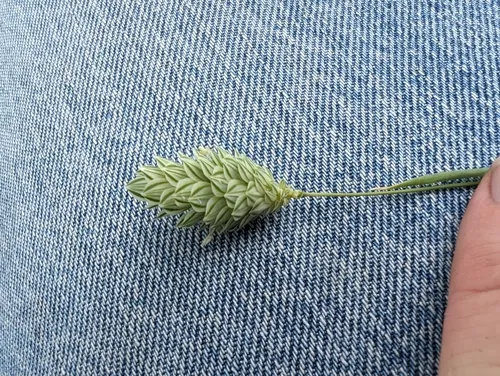 canary grass