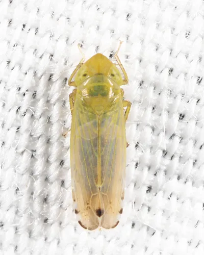 Cosmotettix paludosus