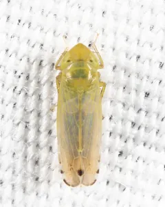 Cosmotettix paludosus thumbnail 1