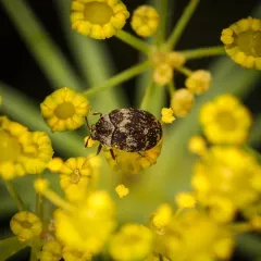 Mill Carpet Beetle thumbnail 3