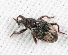 Hickory Shoot Curculio thumbnail 3