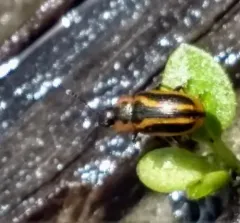 Banded Leaf Beetle thumbnail 2