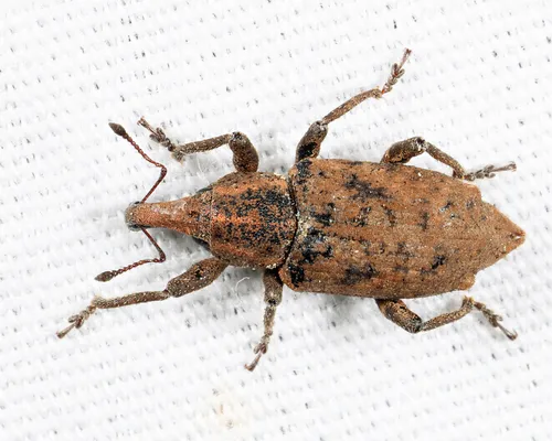 Listronotus tuberosus