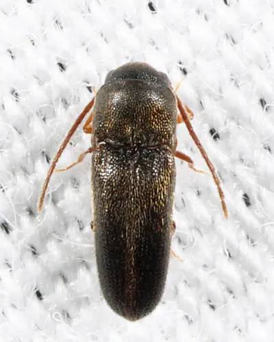Microrhagus brunneus