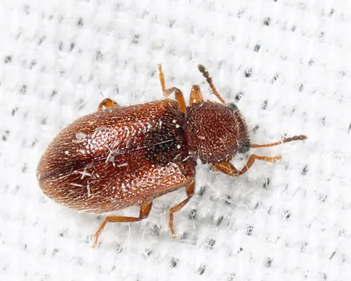 Paratenetus punctatus