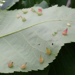 Hickory Onion Gall Midge thumbnail 4