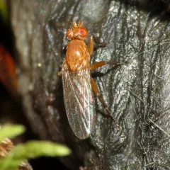 Neoleria lutea thumbnail 2