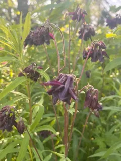 Dark Columbine thumbnail 1