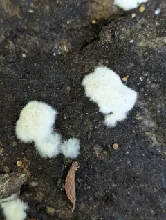 Peat Mould thumbnail 4