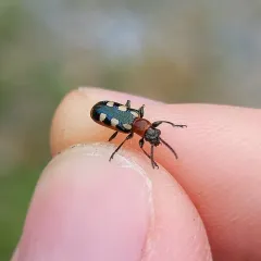 Common Asparagus Beetle thumbnail 3