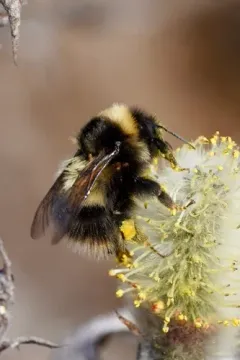 Active Bumble Bee thumbnail 2