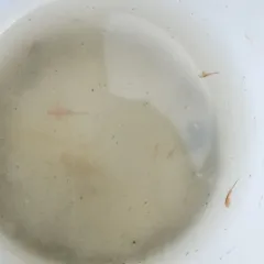 San Francisco Brine Shrimp thumbnail 4