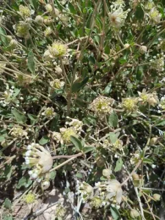 Great Basin Sand Verbena thumbnail 3