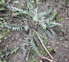 Nodding Locoweed thumbnail 4