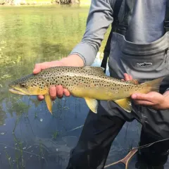 Brown Trout thumbnail 4