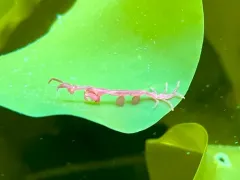Caprella septentrionalis thumbnail 2