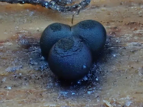 Lamproderma splendidissimum