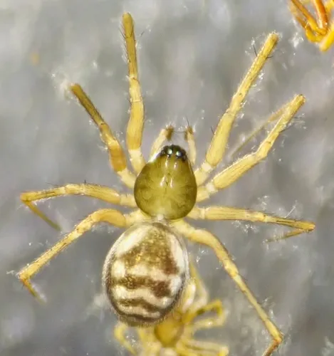 Tenuiphantes zelatus