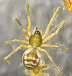 Tenuiphantes zelatus thumbnail 1