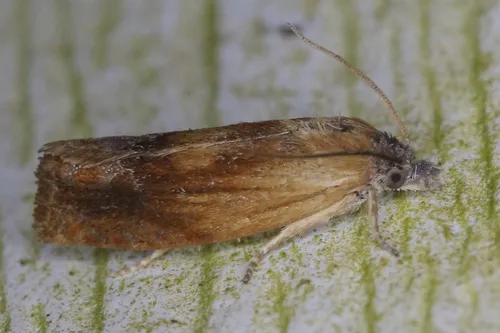 Ferruginous Eucosma Moth