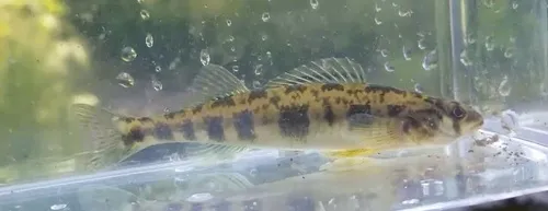 Shield Darter