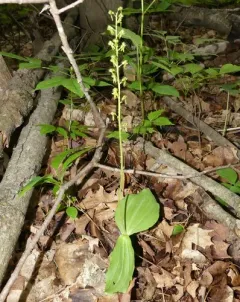 Common Twayblade thumbnail 4