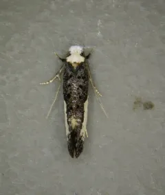 White-blotched Clothes Moth thumbnail 4