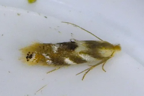 Birch Skeletonizer