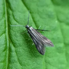 Blackberry Skeletonizer thumbnail 3