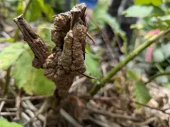 Agrobacterium rubi thumbnail 4