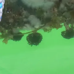 Northern Feather Duster Worm thumbnail 4