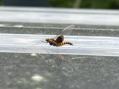 Siphlonurus mirus thumbnail 2