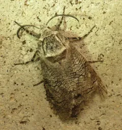 Little Carpenterworm Moth thumbnail 3